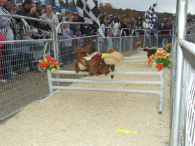 Worlds One and Only – Hot Dog Pig Races