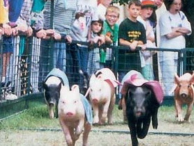 Pig Racing