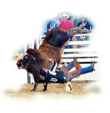 Professional Bull Riding